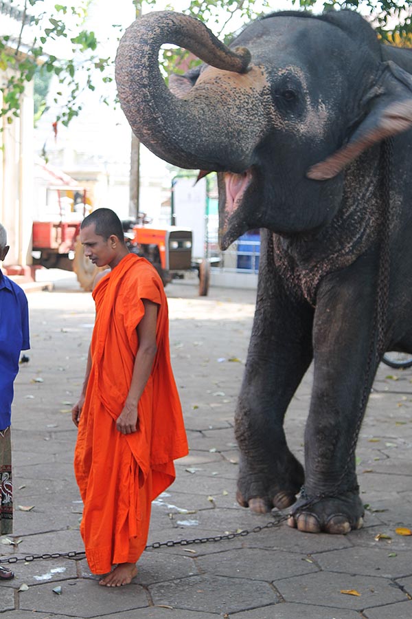 Elephant and monk
