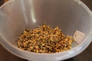 Making sprouted moong salad