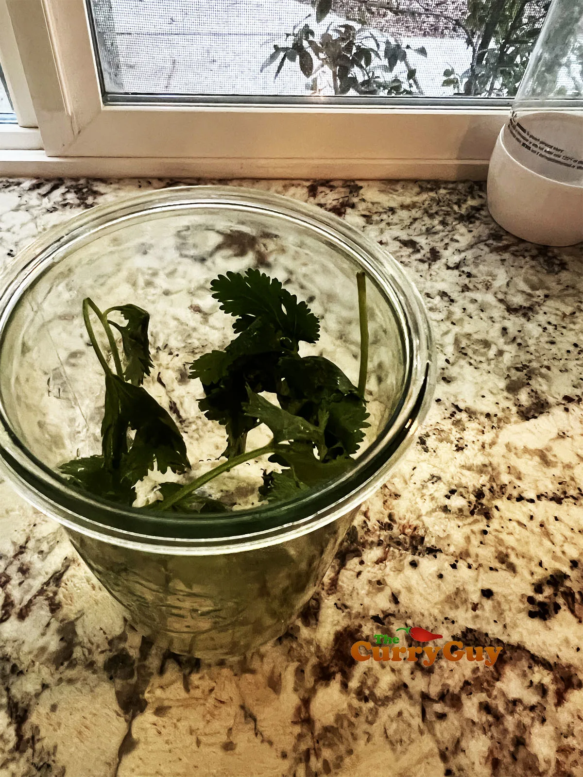 Placing cilantro (coriander) sprigs to a pickling jar.